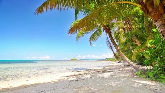 假期海滩棕榈树蓝色的天空岛海滩场景