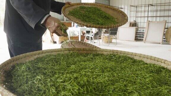 中国茶的手工制作过程采摘烘干炒茶