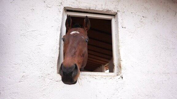 一匹棕色的马从马厩的窗户向外看