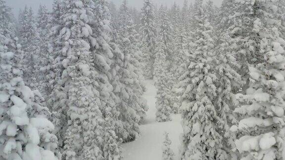 白雪覆盖的松树无人机的观点