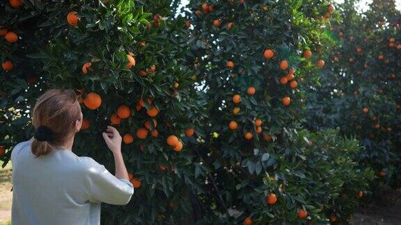 在果园采摘有机橘子的妇女
