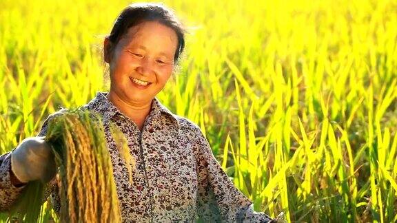 水稻收获