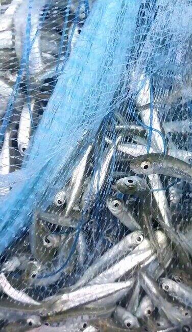 新鲜的海鱼蛋白是一种通过撒网获得的本地食物