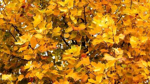 秋天郁金香树黄色的叶子秋天背景