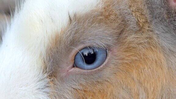 野兔之眼