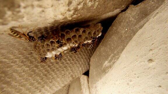 大量的黄蜂与黑色和黄色条纹爬上蜂巢特写延时拍摄