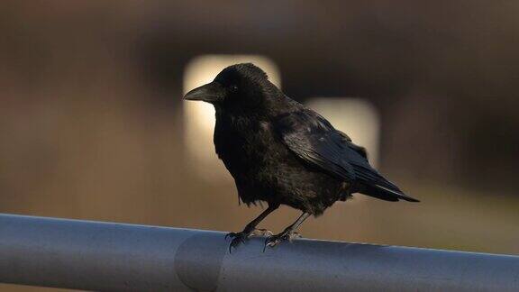 一只吃腐肉的乌鸦坐在桥的栏杆上