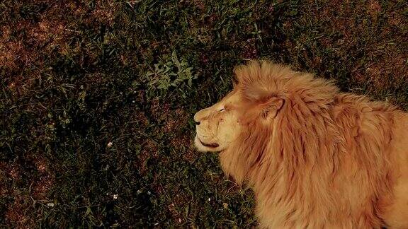 狮子睡在草地上