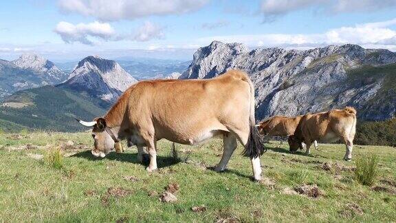 奶牛在乌尔基奥拉的草地上安静地吃草