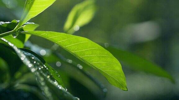 高清慢动作:绿叶和水滴在绿色阳光的背景