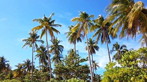 热带岛屿沙滩附近的棕榈树