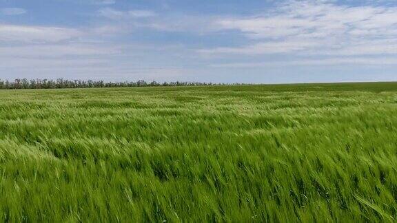 绿色的小麦在风中摇曳绿色的麦田在风中摇曳