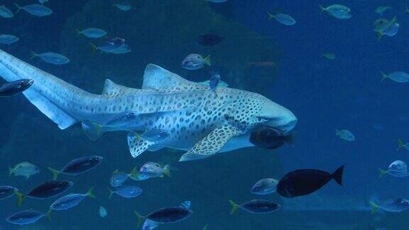 豹鲨斑马鲨游泳在蓝色的珊瑚礁水