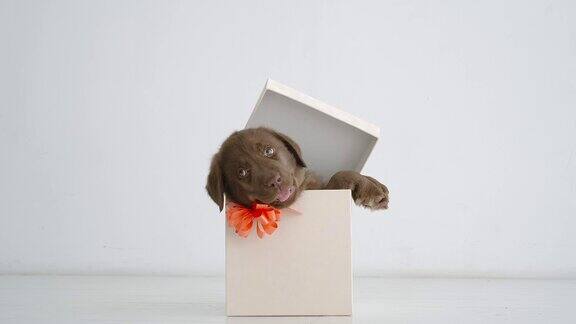 慢镜头:可爱的棕色拉布拉多小狗躺在地板上的礼品盒里