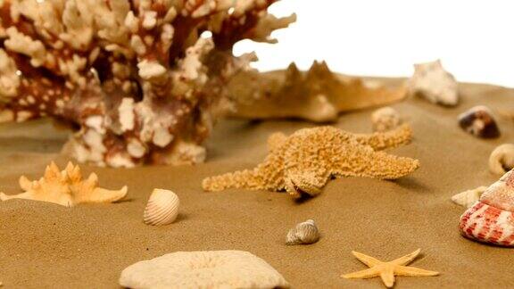 沙色背景有贝壳和海星白色旋转