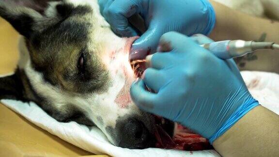 牙科手术给狗清洗牙齿