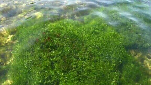 海床上的海藻