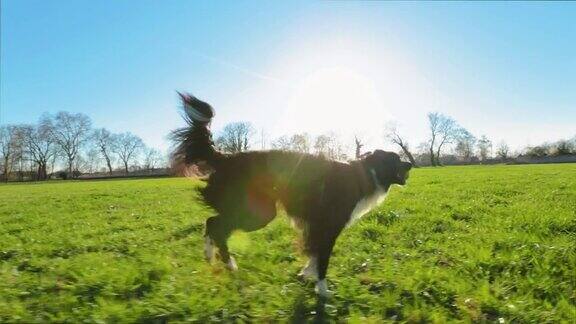 边境牧羊犬在奔跑