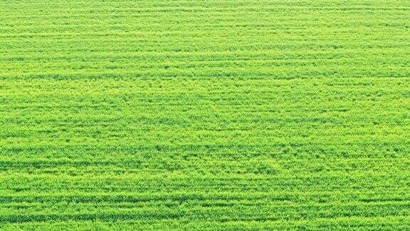 空中拍摄的春天的麦田