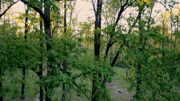 春天日落时的橡树林落叶林摄像机升到树顶空中