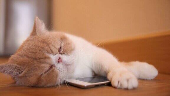 可爱的猫咪带着智能手机睡觉