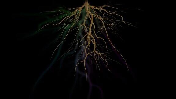 根生长根动画树根动画植物根系生长根动画在黑色背景