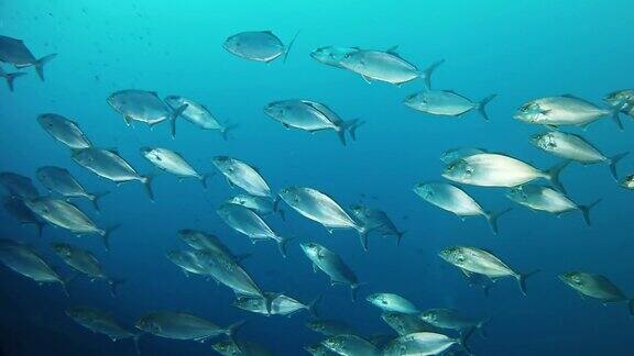 小杰克鱼成群在深蓝色的地中海