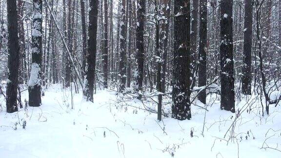 无缝的画面飘落的雪花在美丽的松林冬天