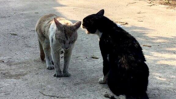 两只野猫准备打架
