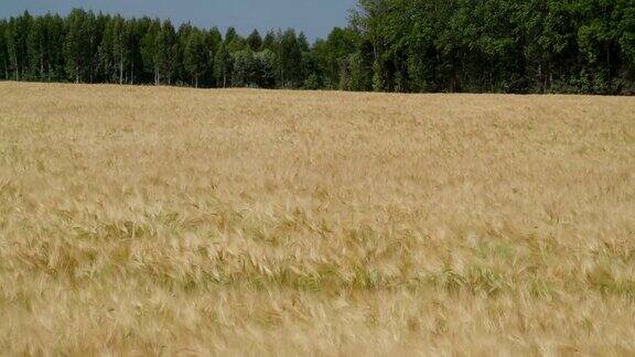 农场上摇摆的大麦植株俯视图
