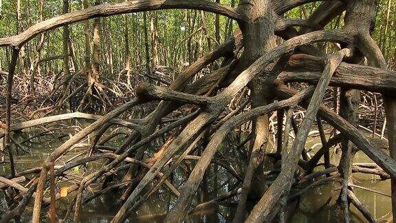红树林的根