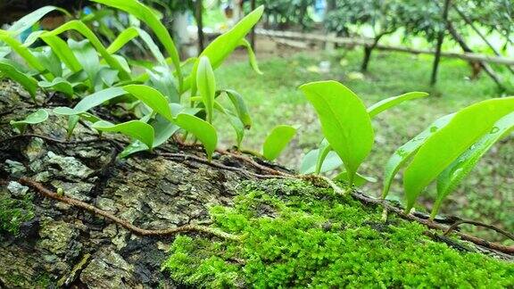 花园农场树上的新鲜绿色苔藓和蕨叶