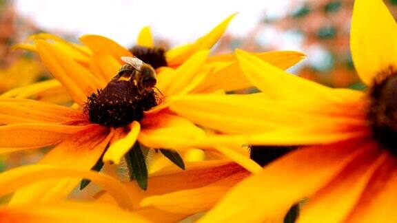 一朵花与一只蜜蜂的化学