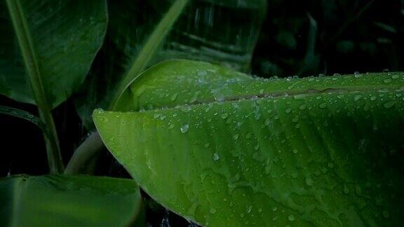 雨滴和芭蕉叶的慢动作视频