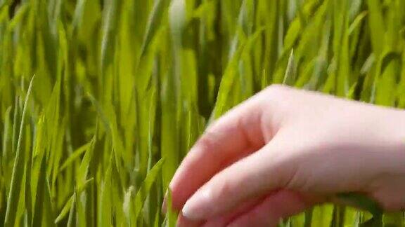 农业妇女在农场用手触摸小麦作物