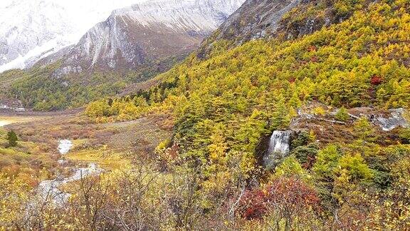 美丽的瀑布来自融化的雪山在秋季黄松林瀑布与秋叶在亚丁自然保护区中国四川