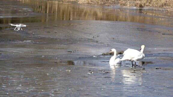 无人机在春天的冰上拍摄一对白天鹅的颜色