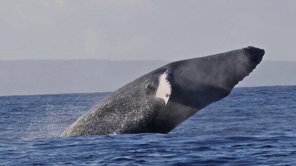 这张照片非常罕见是座头鲸的完整突破