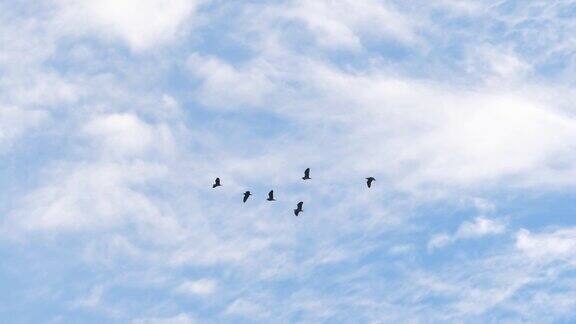 慢动作速度的场景大雁在雾蒙蒙的日子里飞翔一群群小鸟慢慢地翱翔在多云的天空