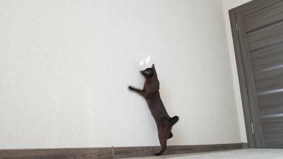 顽皮的缅甸猫在室内有趣的纯种宠物在墙上跳在房间里玩棕色短毛猫