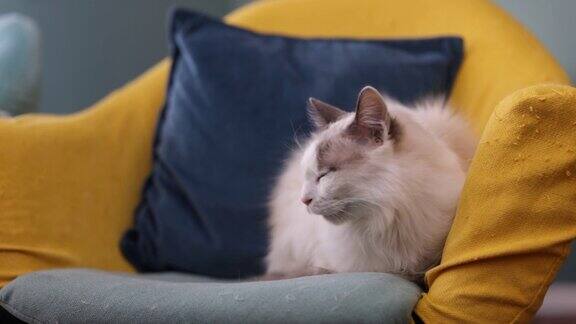 布娃娃猫在沙发上