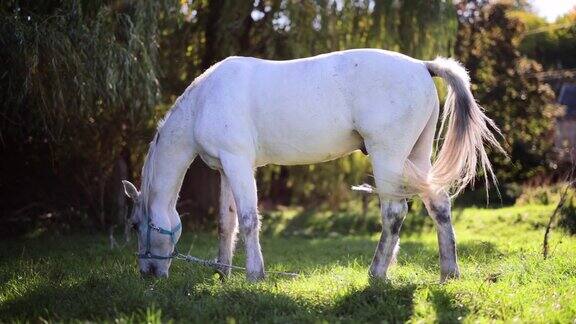 白马在阳光明媚的草地上吃草