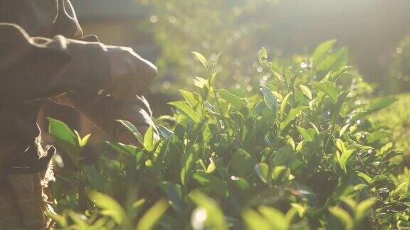 近距离拍摄的亚洲妇女农民采摘小绿茶在早上泰国美洪森