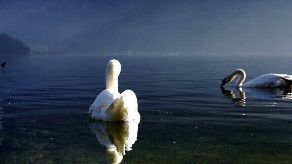 特写白天鹅游泳哈尔施塔特看到或奥地利湖