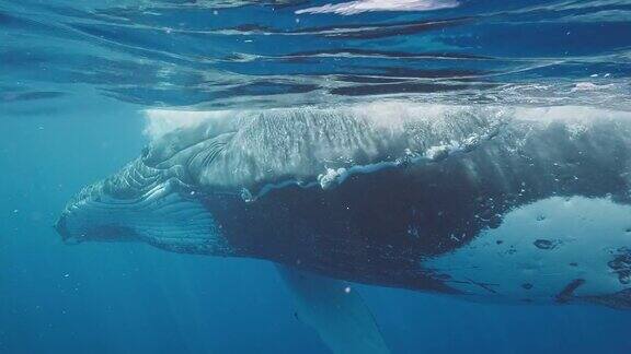 座头鲸在海洋中游泳的惊人水下视图