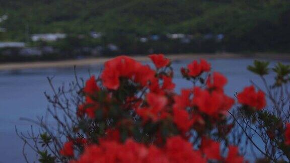 真美大岛鹿儿岛Manenzaki海角的杜鹃花