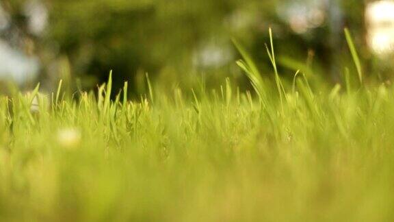 在草地上