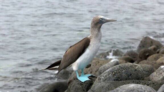 加拉戈斯群岛的蓝脚鲣鸟在灰狼岛上挠着头
