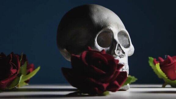 骷髅与勃艮第玫瑰旋转在黑暗的背景