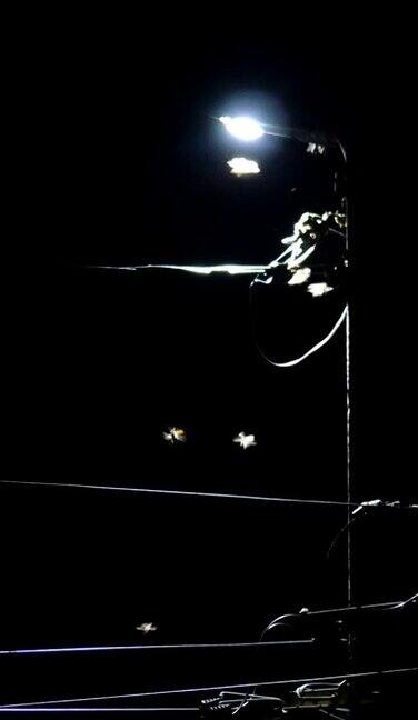 夏天的夜晚许多大型昆虫在发光的路灯周围飞来飞去特写镜头